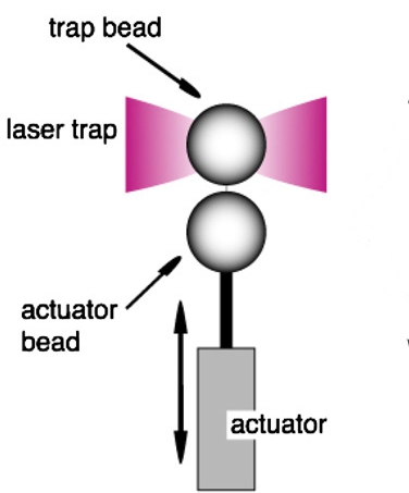 Illustration for article titled Machines that let you observe and manipulate a single biological molecule